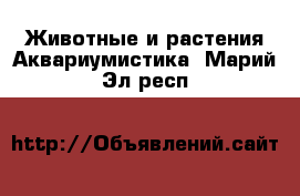 Животные и растения Аквариумистика. Марий Эл респ.